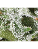 Super Lemon Haze Autoflowering - Green House seeds