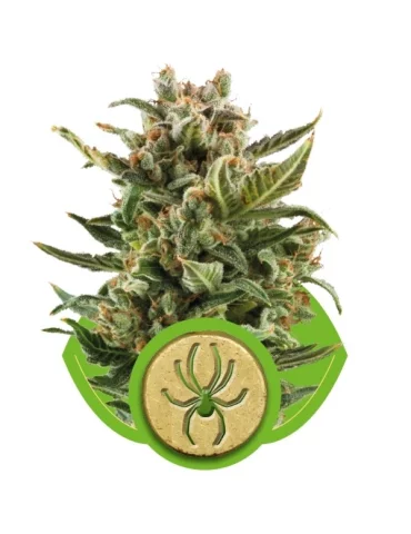 White Widow Automatic