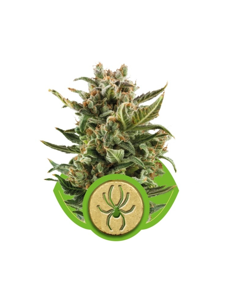 White Widow Automatic