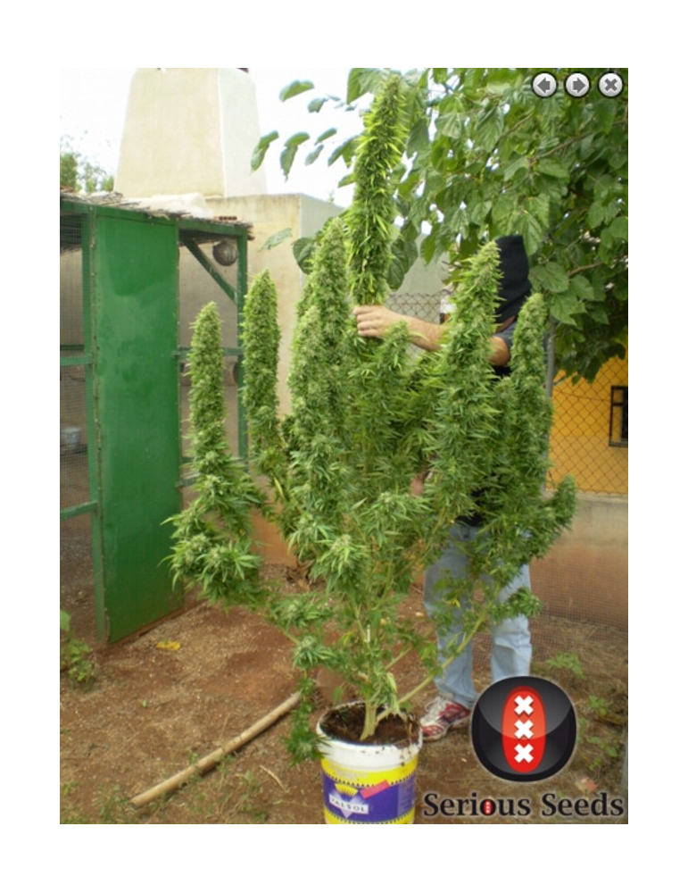 Serious Seeds - Chronic