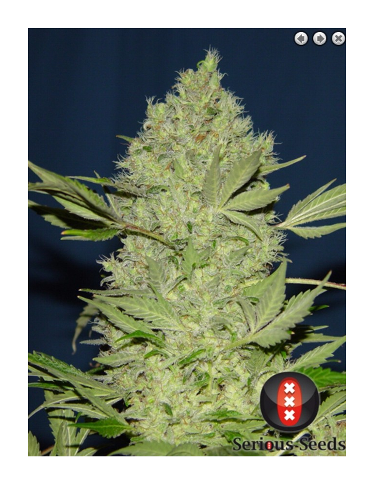 Serious Seeds - Chronic