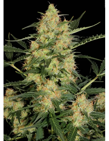 White Russian Autoflowering