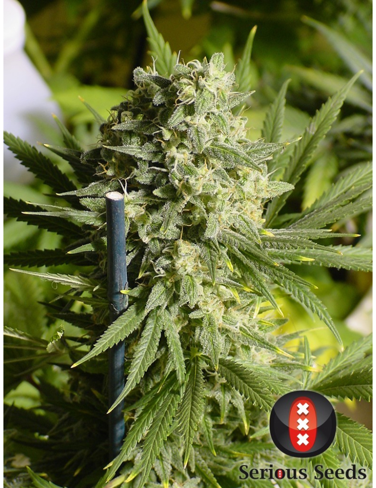 regular-double-dutch