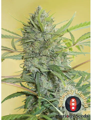 Serious seeds - semena konopí
