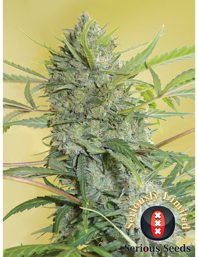 Serious seeds - semena konopí