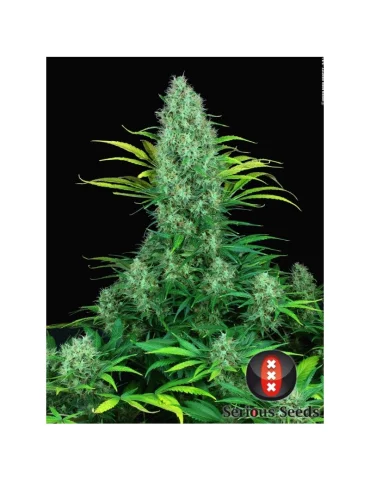 Serious 6 - regular semena