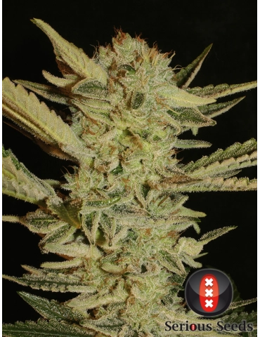 Bubble Gum - Serious Seeds