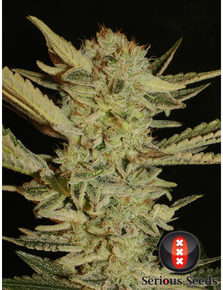 Bubble Gum - Serious Seeds