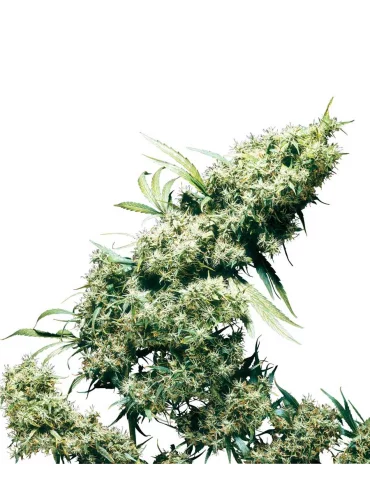 Jamaican Pearl - Sensi Seeds