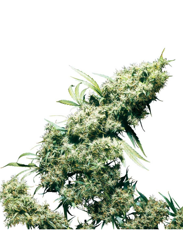 Jamaican Pearl - Sensi Seeds