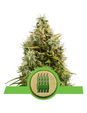 Royal AK Auto - semena konopí - samonakvétací emínka