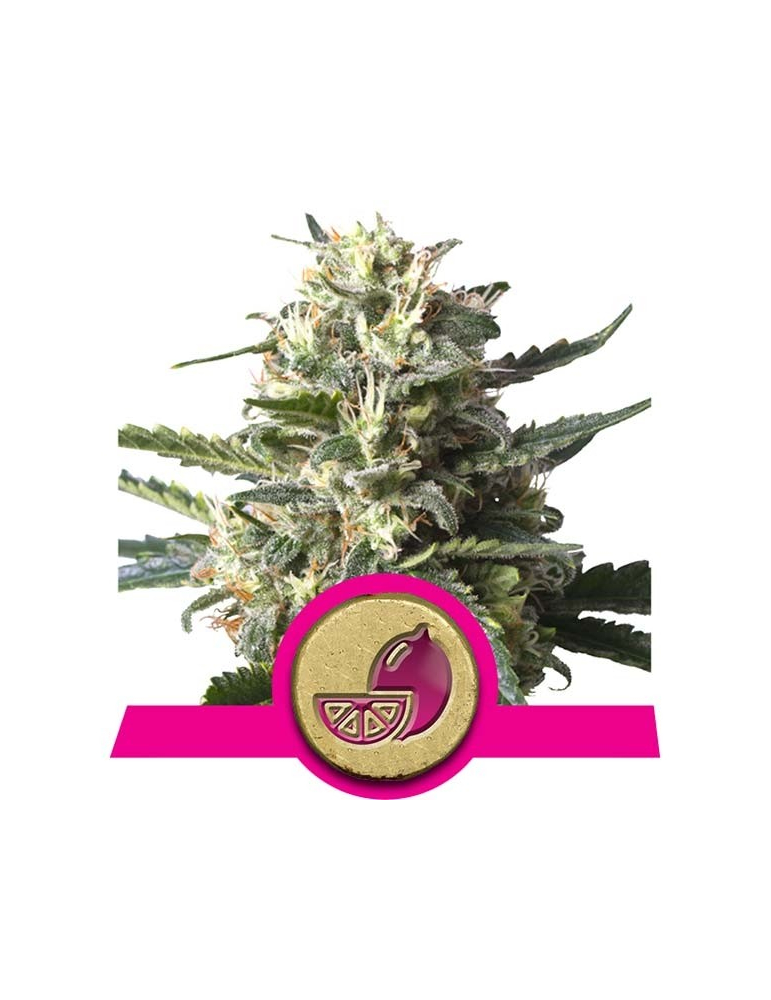 Lemon Shining Silver Haze