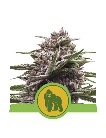 Royal Gorilla Automatic