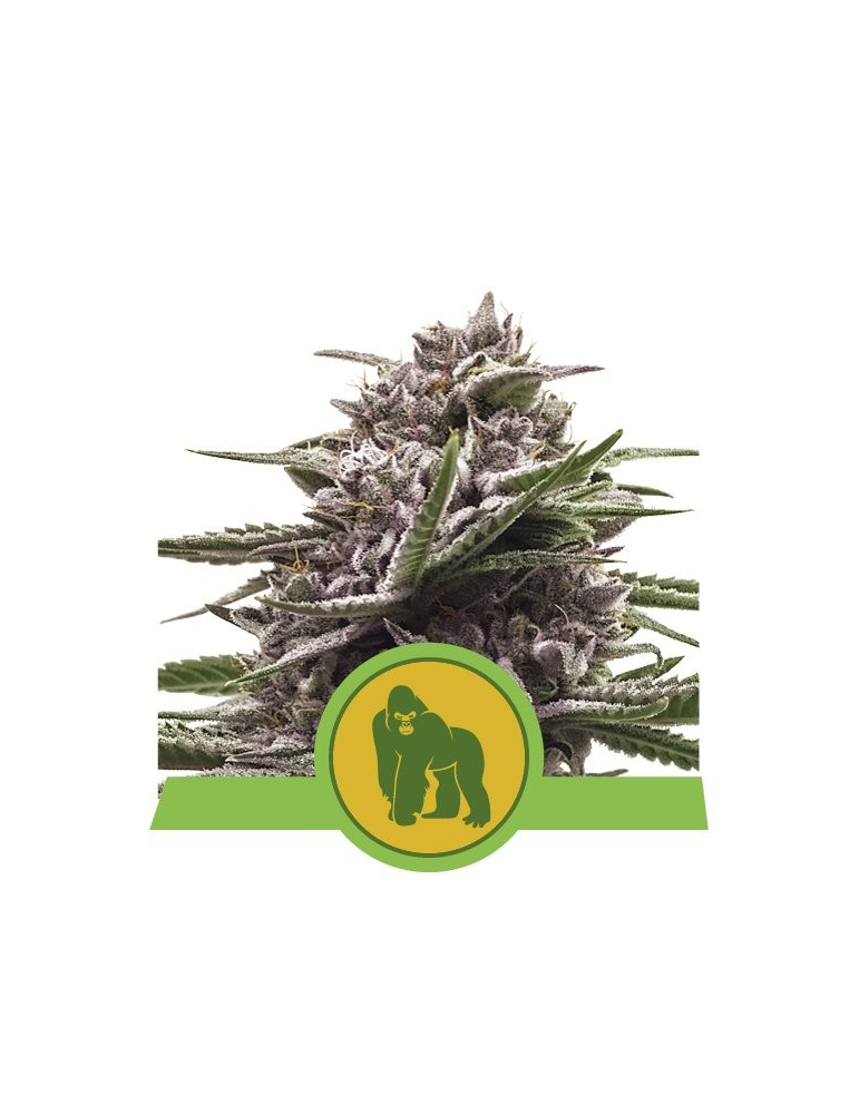 Royal Gorilla Automatic