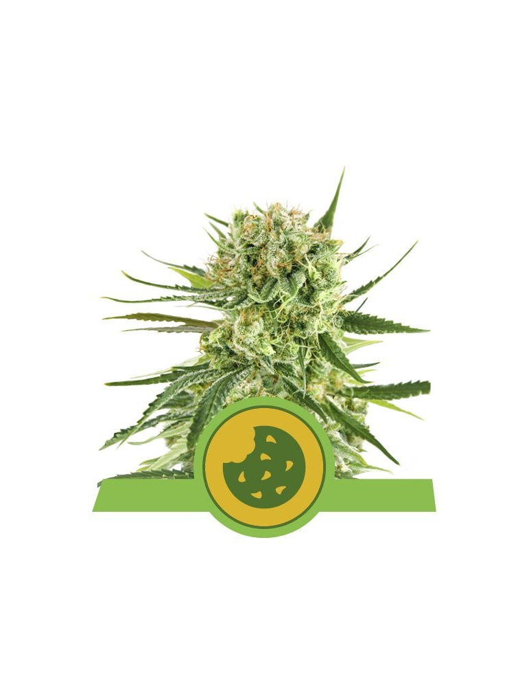 Royal Cookies Automatic