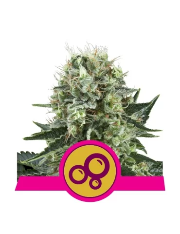Bubble Kush feminizovaná semínka konopí