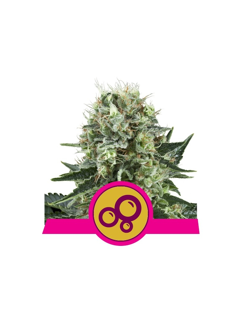 Bubble Kush feminizovaná semínka konopí