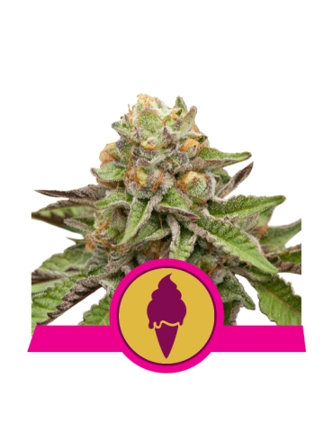 Green Gelato - green_gelato_416_detail_galerie_rqs_cannabis_seeds_feminized_seeds_13