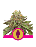 Green Gelato - green_gelato_416_detail_galerie_rqs_cannabis_seeds_feminized_seeds_13