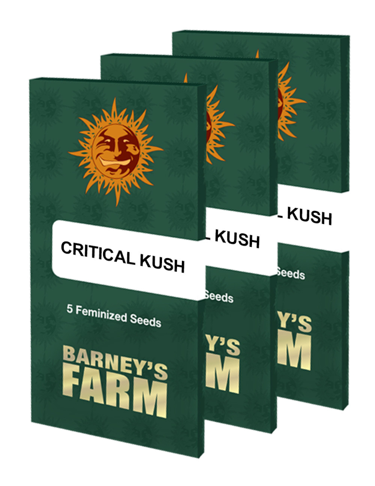 Barney's Farm Critical Kush