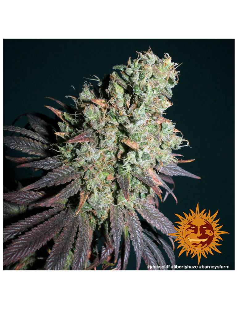 Barney's Farm Liberty Haze