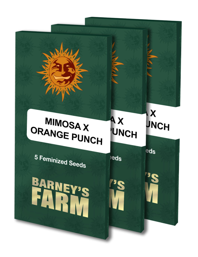 Mimosa x Orange Punch