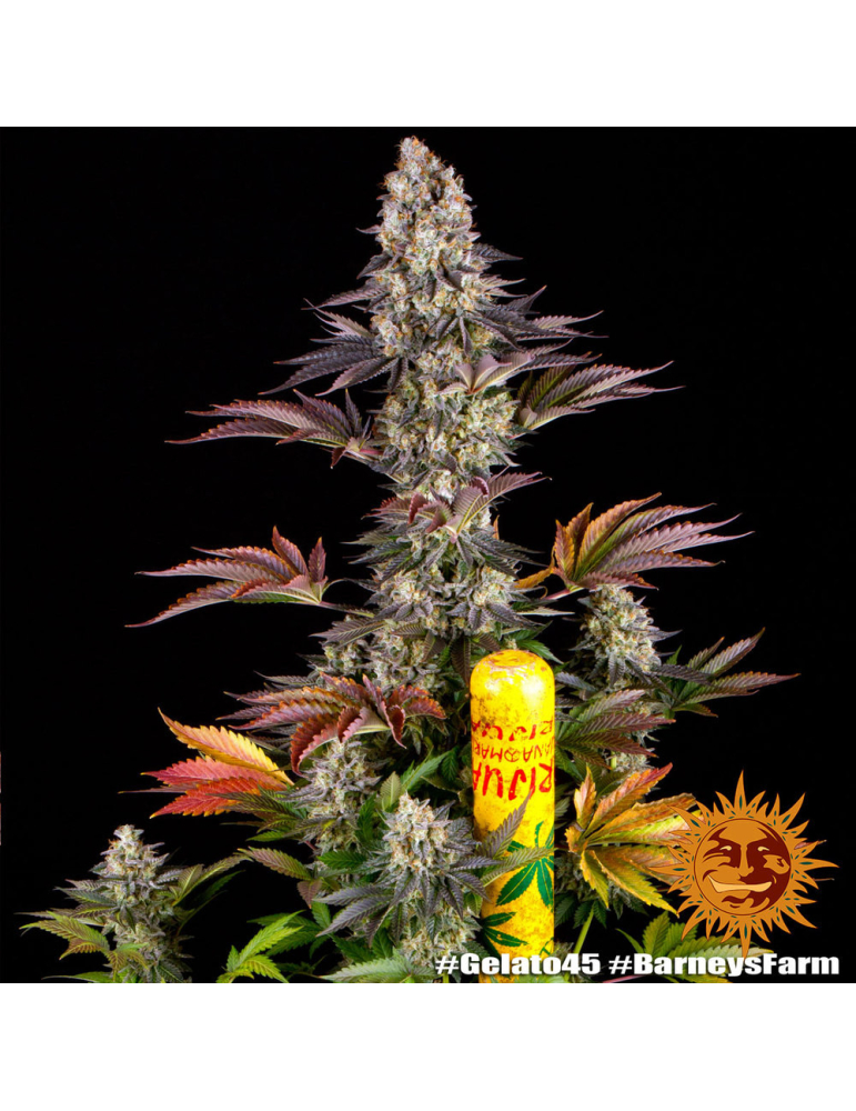 Gelato 45 - semena konopí