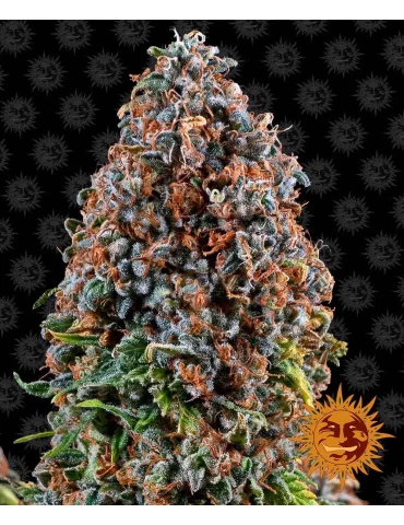 Barney's Farm Critical Kush