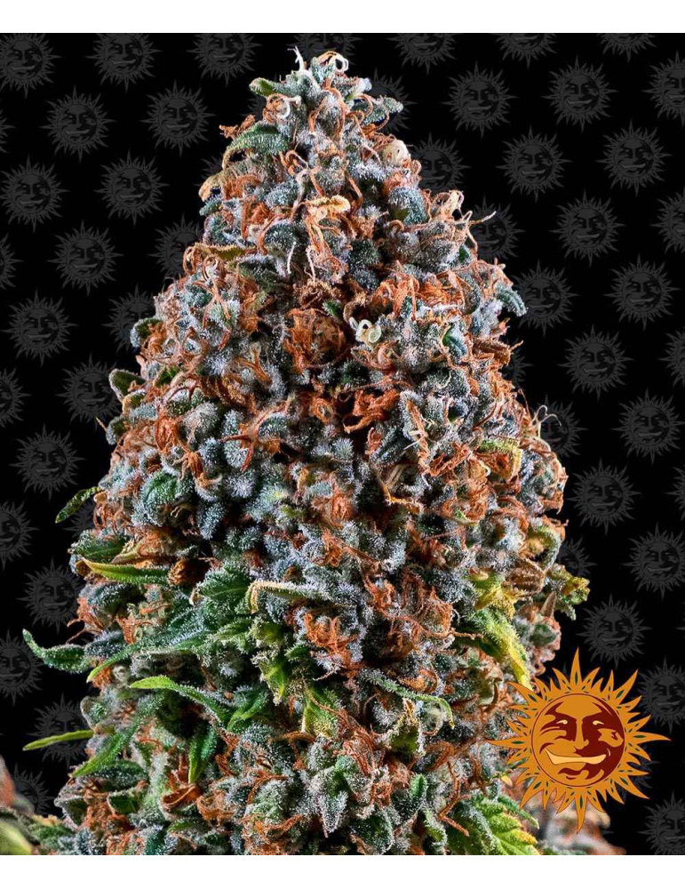 Barney's Farm Critical Kush