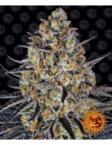 Barney's Farm L.S.D.