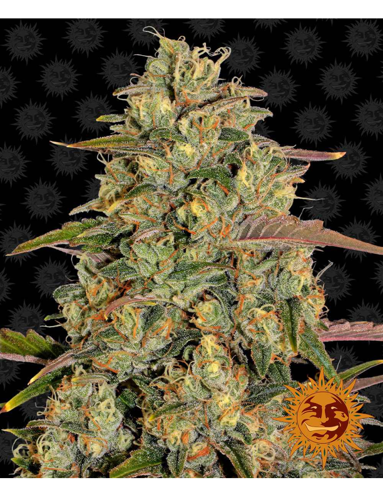 Barney's Farm Amnesia Lemon