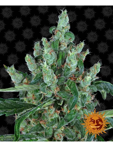 Barney's Farm Laughing Buddha