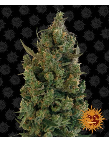 Barney's Farm Blue Cheese