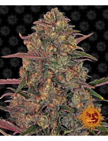 Barney's Farm Pineapple Chunk