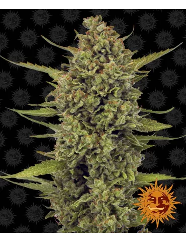 Barney's Farm Acapulco Gold