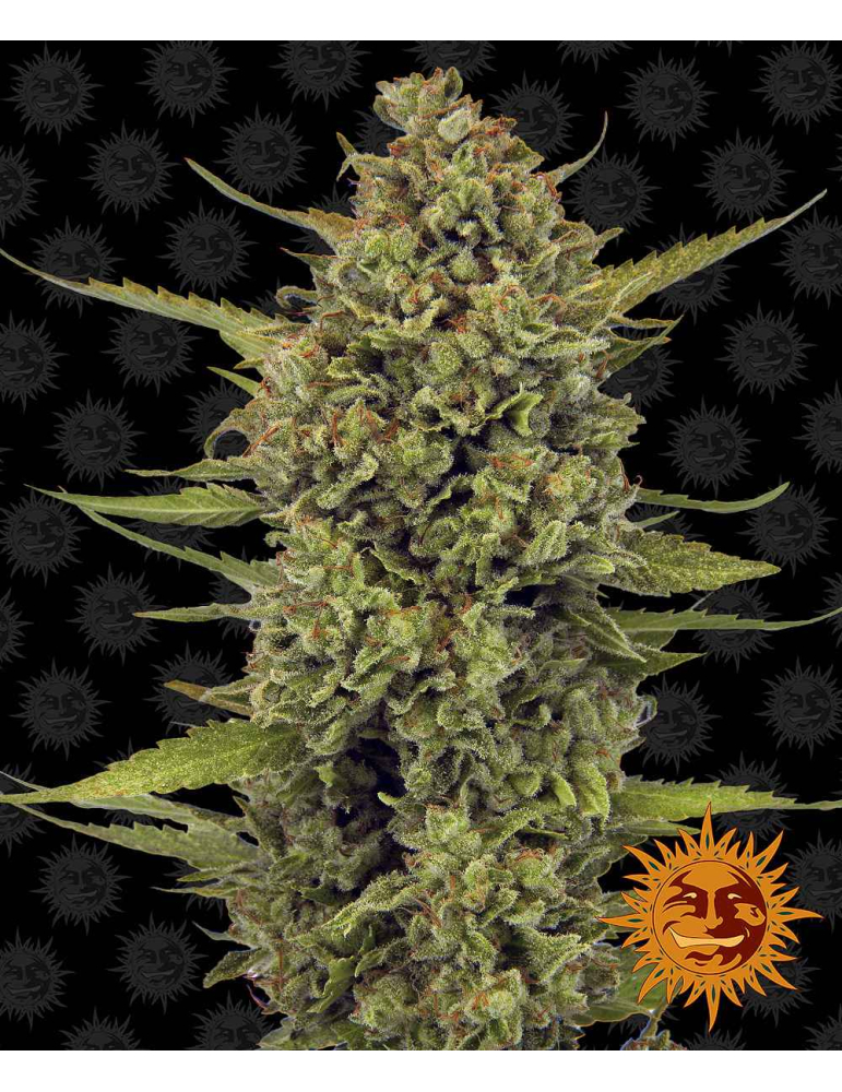 Barney's Farm Acapulco Gold