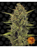 Barney's Farm Acapulco Gold