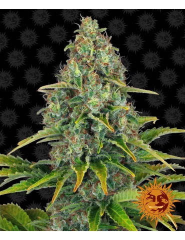 Barney's Farm Blue Cheese Auto