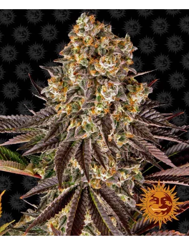 Gelato 45 - semena konopí