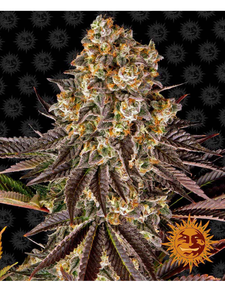 Gelato 45 - semena konopí