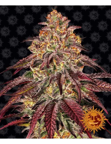 Mimosa X Orange Punch Autoflowering