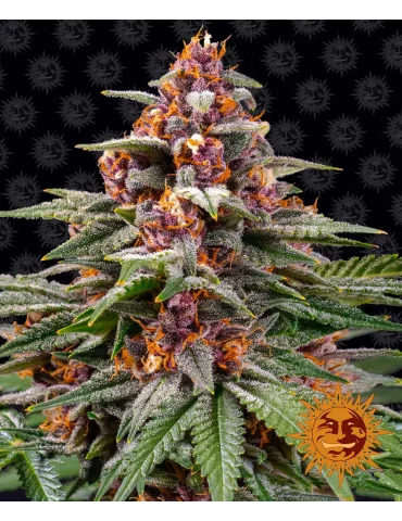 close
 Obrázek na obalu
Titulek