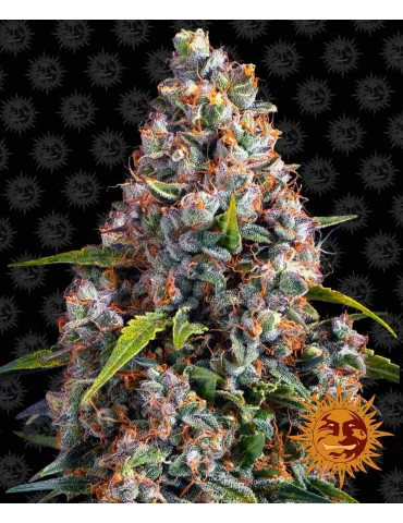 Strawberry Cheesecake Autoflowering