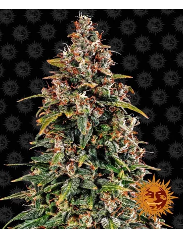 Watermelon Zkittlez Auto