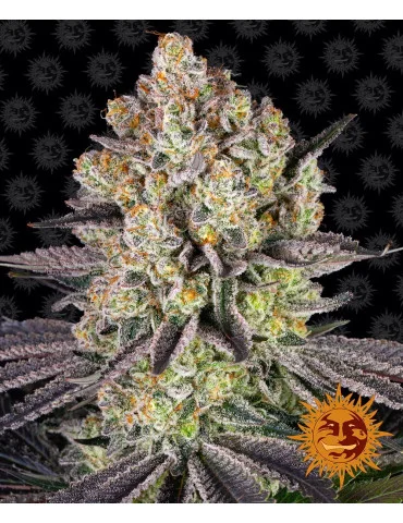 Runtz - Barneys Farm