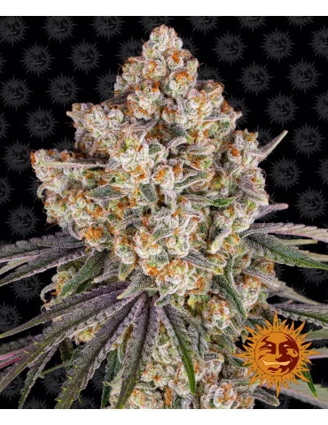 Ice Cream Cake - Barneys Farm