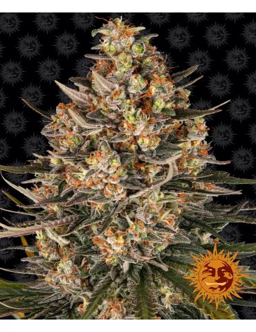 Lemon Drizzle - Barneys Farm