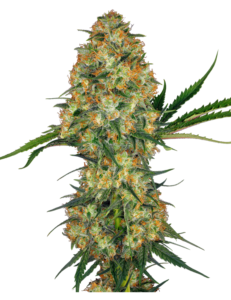 Hindu Kush Weed seeds