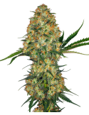 Hindu Kush Weed seeds