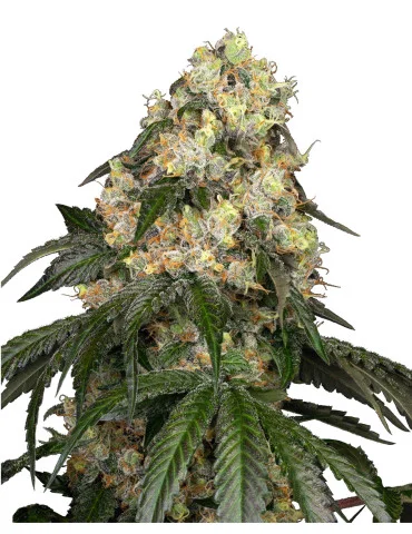 White Biscotti OG XXL